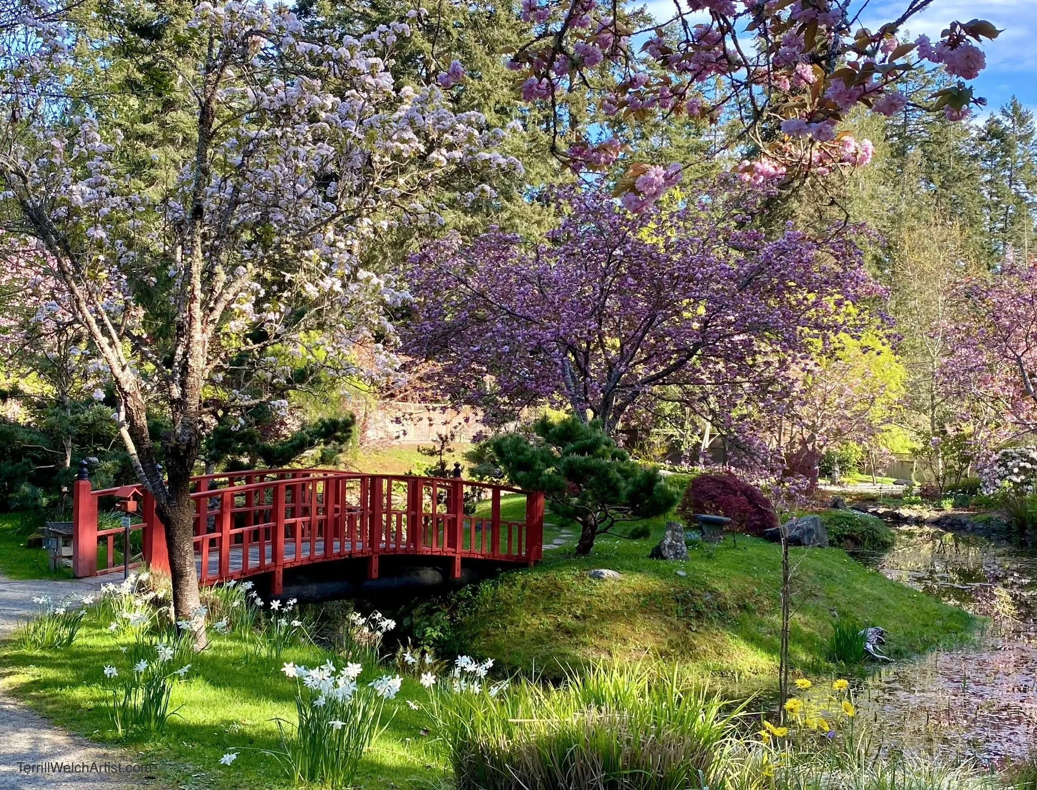Japanese Memorial Garden during spring blossoms