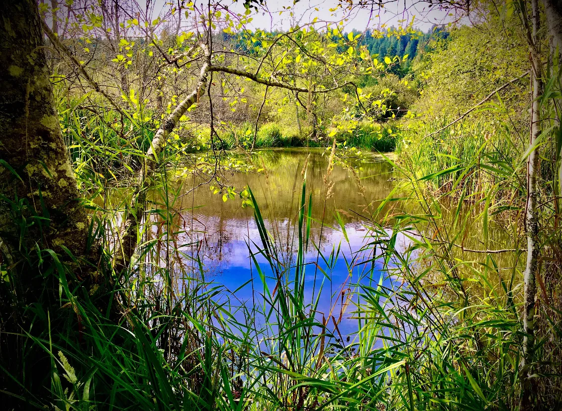 Blackburn Lake through aquatic plants